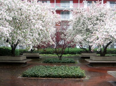 Crab Apple Tree Blossoms