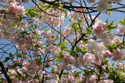 Cherry Blossoms - Japanese Pond Garden