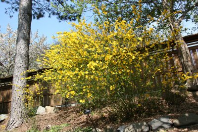 Japanese Yellow 'Rose' Bush -  Japanese Pond Garden