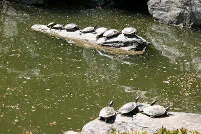 Sunbathing Turtles - Japanese Pond Garden