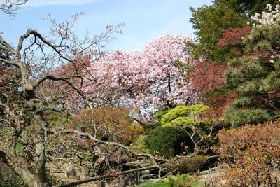 Garden View - Japanese Pond Garden