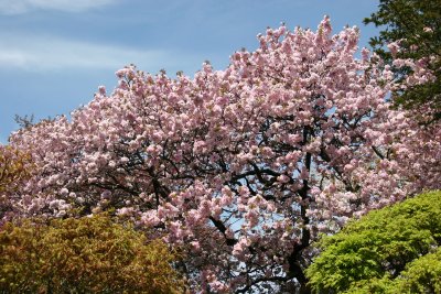 Cherry Tree Blossoms - Japanese Pond Garden