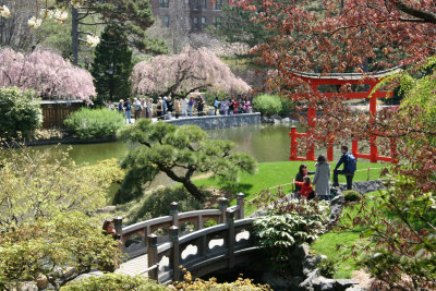 Japanese Pond Gardens - Brooklyn Botanic Gardens