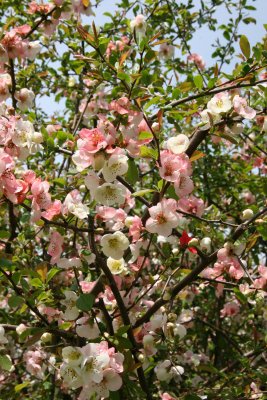 Quince - Brooklyn Botanical Gardens