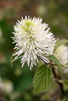 Fothergilla Bush Blossom
