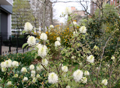 Fothergilla Bush Blossoms