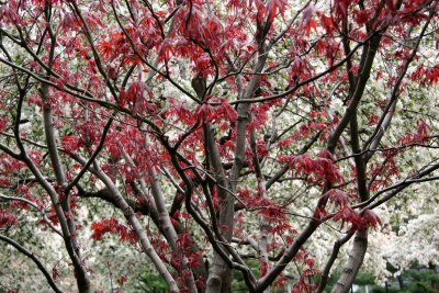 Japanese Red Leaf Maple & Crab Apple Trees in Bloom