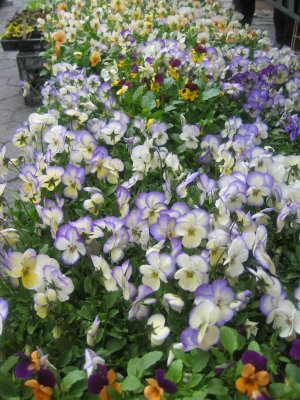 Farmers' Market at Tompkin's Park - Pansies for Sale