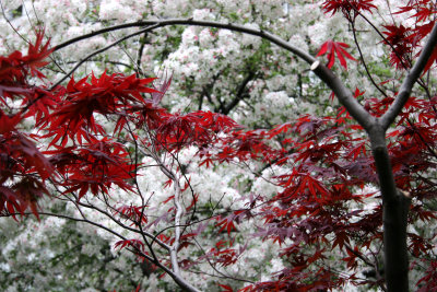 Japanese Red Leaf Maple & Crab Apple Trees in Bloom