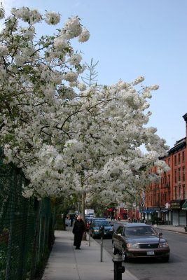 Apple Blossoms