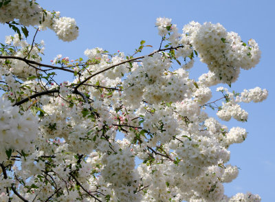 Apple Blossoms