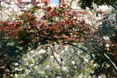 Don Juan Rose Arbor & Apple Tree Blossoms