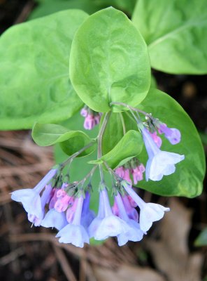 Virginia Bluebells