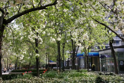 LaGuardia Place Garden - Spring