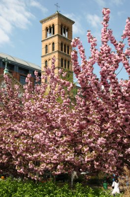 Judson Church Bell Tower - Cherry Tree Blossoms