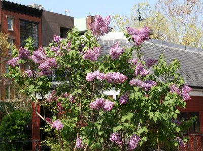 Lilac Bush in Bloom