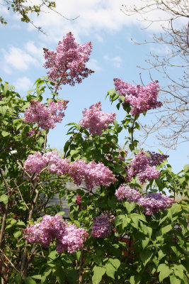 Lilacs