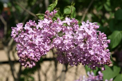 Lilacs