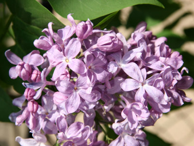 Lilacs