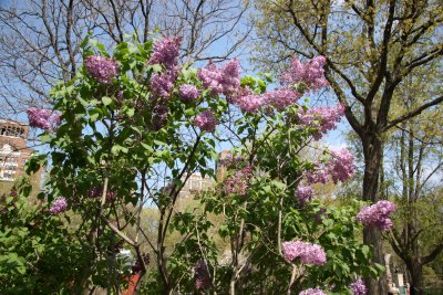 Lilacs