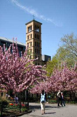 Judson Church & Cherry Tree Blossoms