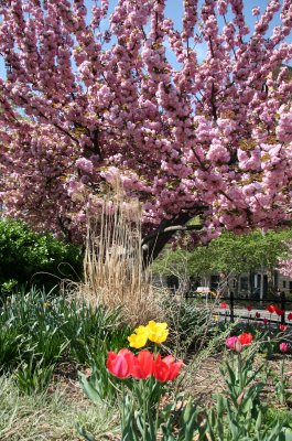 Garden & Cherry Tree Blossoms