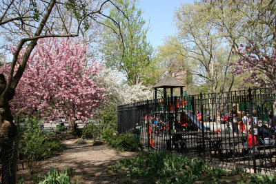Children's Playground & Cherry Tree Blossoms