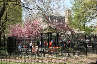 Children's Playground & Cherry Tree Blossoms