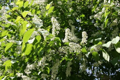 Unknown Tree Blossoms - Lilac Fragrance