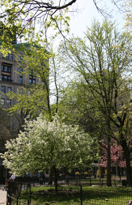 WSE View & Apple Tree Blossoms