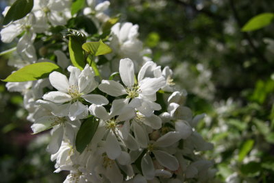 Apple Tree Blossoms