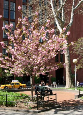 Cherry Tree Blossoms & NYU Library