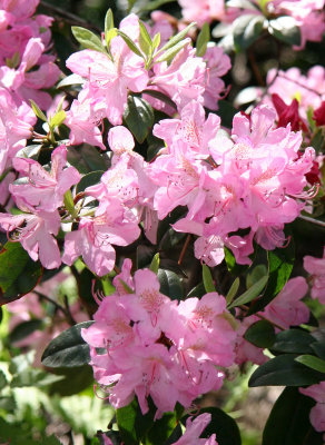 Azalea Blossoms