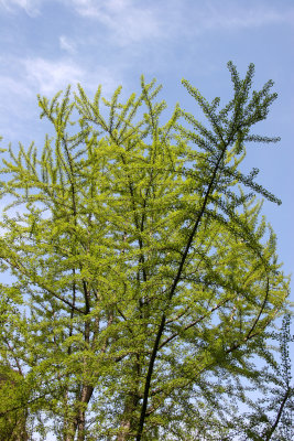 Ginkgo Treel - New Foliage