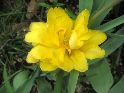 Yellow Tulip