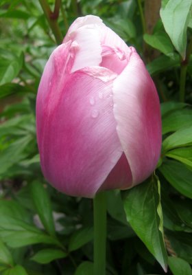 Rose Silver Tulip