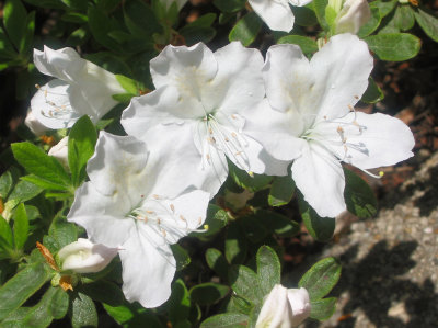 White Azalea Blossoms
