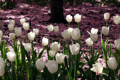 White Tulips Carpeted with Cherry Blossom Petals