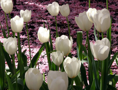 White Tulips Carpeted with Cherry Blossom Petals