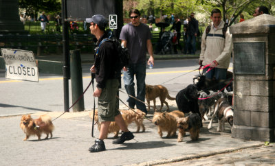 MTA  1 Bus Ride Window Shots - Dog Walkers Near East 79th Street