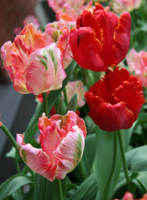 Parrot Tulips - Sidewalk Garden Planter Boxes