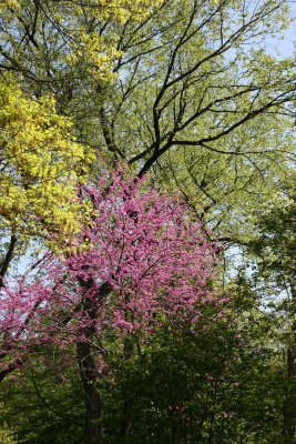 Mixed Foliage at West 96th Street