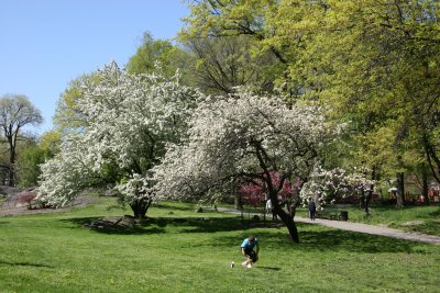Tai Chi under an Apple Tree in Blossom