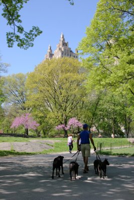 Out with the Dogs near West 89th Street