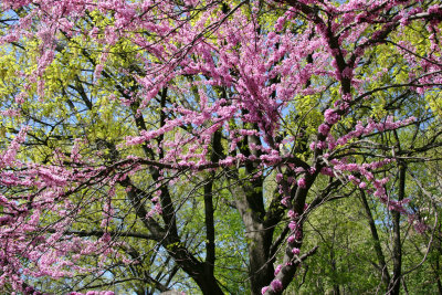 Cercis Tree in Bloom