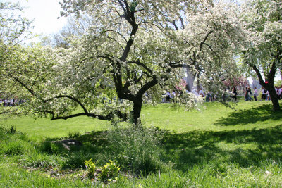 Apple Tree in Bloom