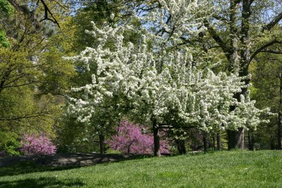 Apple Tree in Bloom