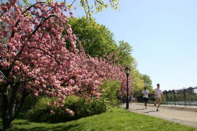 Central Park Cherry Tree Grove