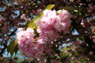 Cherry Blossoms