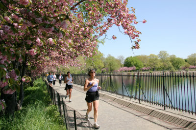 Cherry Trees & Jogging Path at the Reservoir